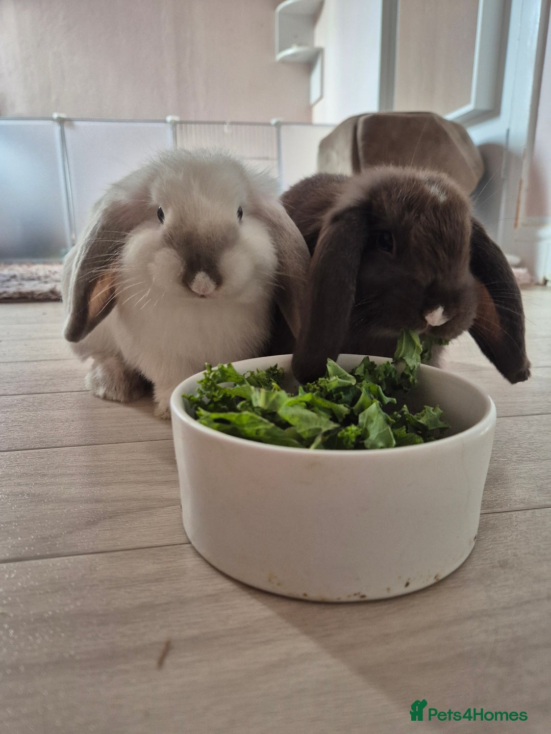 Mini Lop rabbits for sale: Mini lop pair  - Advert 1
