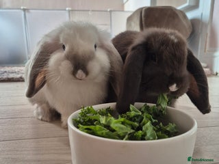 Mini Lop rabbits Mini lop pair - Advert 1
