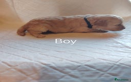 Shihpoo dogs for sale: 6 shihpoo puppies boys and girls avail - Image 5