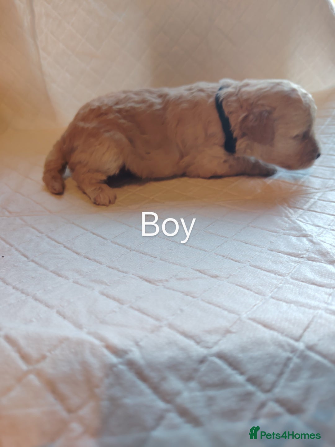 Shihpoo dogs for sale: 6 shihpoo puppies boys and girls avail - Image 5