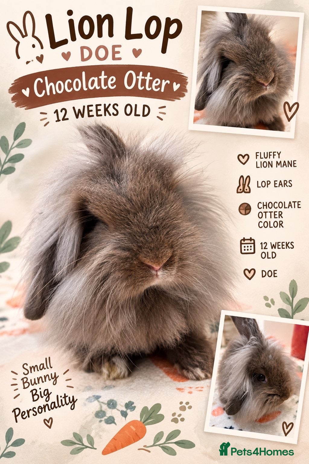 Mini Lion Lop rabbits 12 Week Old Chocolate Lion Lop Doe  - Advert 12