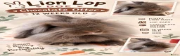 Mini Lion Lop rabbits for sale: 12 Week Old Chocolate Lion Lop Doe  in Bradford - Advert 1