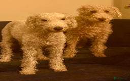 Mixed Breed dogs for sale: Bedlington Terrier whippet mix - Image 3