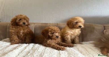 Cavapoo dogs - Advert 1