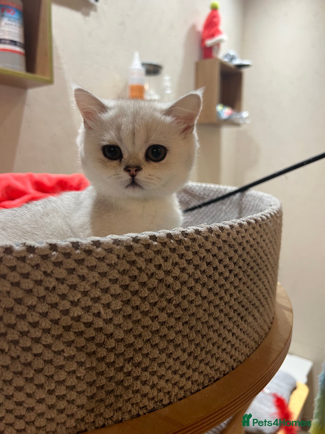 Scottish Fold cats for sale: Scottish Kittens – Fold & Straight – Ready Now - Image 20