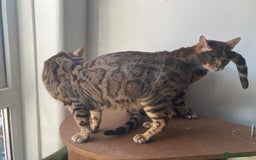 Bengal cats for sale: 3 Adult bengals for sale - Image 3