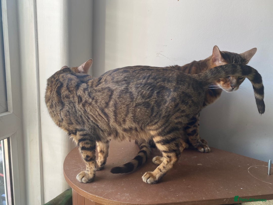 Bengal cats for sale: 3 Adult bengals for sale - Image 3