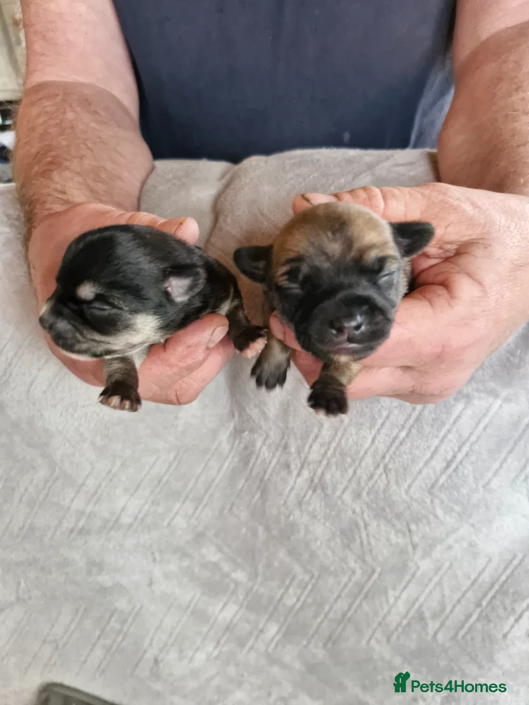 Chorkie dogs for sale: Three chorkie pups  in Preston - Advert 2
