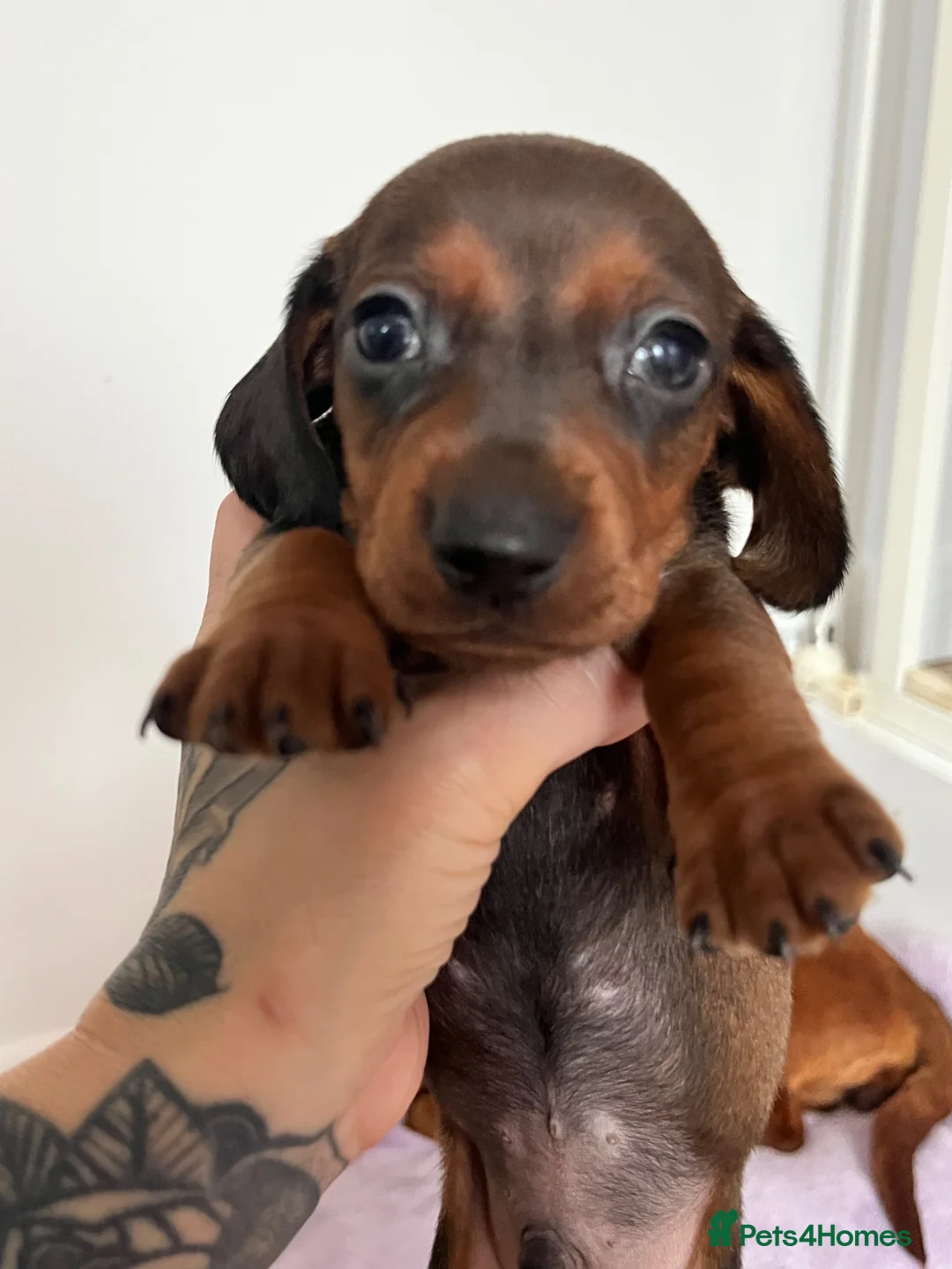 Dachshund dogs for sale: Dachshund puppies in Billericay - Advert 16