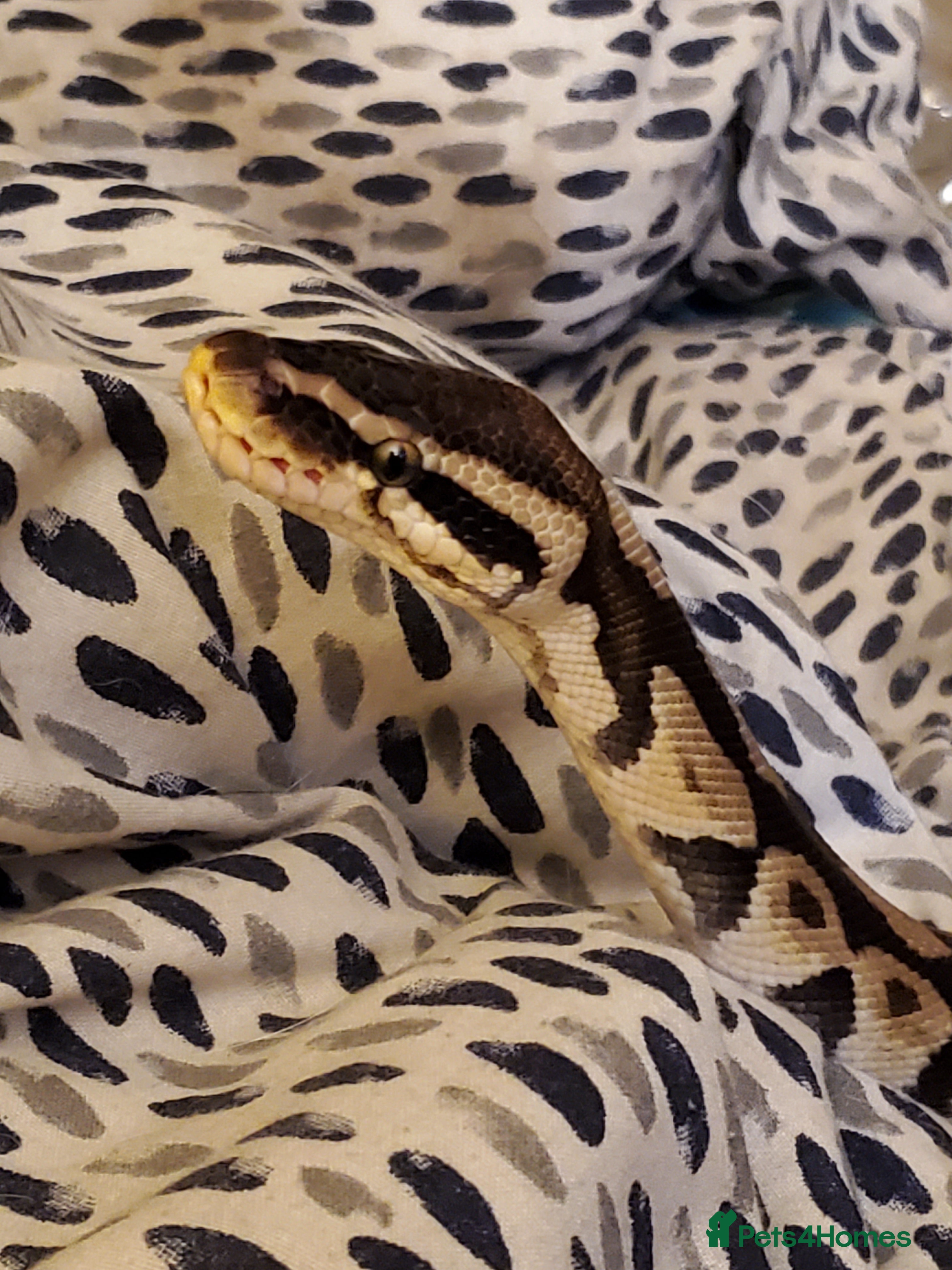 Python Snake reptiles Male Pastel Ball Python - Advert 2