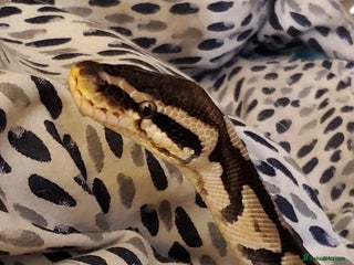 Python Snake reptiles Male Pastel Ball Python - Advert 1