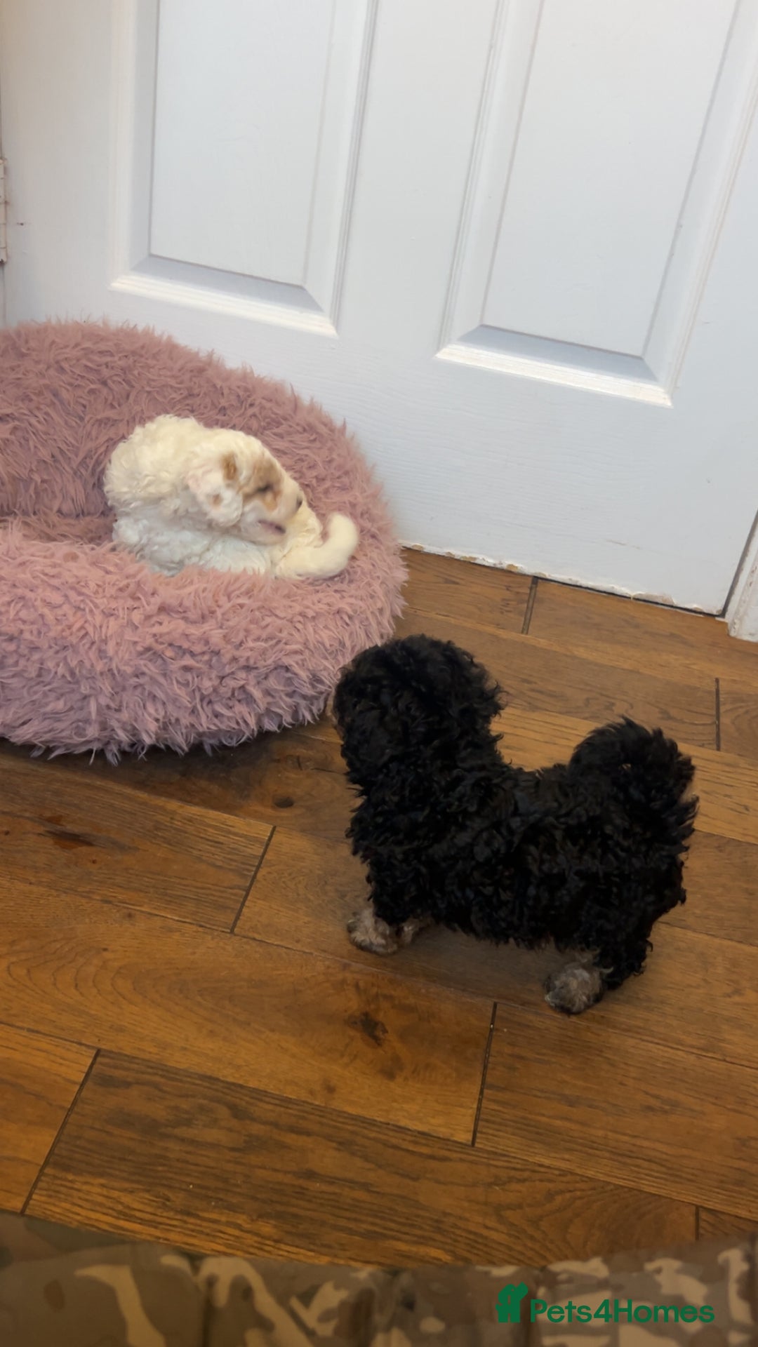 Toy Poodle dogs for sale: Beautiful phanotom toy poodle boys  - Advert 27