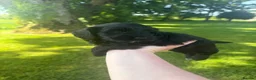 Cockapoo dogs for sale: First generation Cockapoo Puppies  - Advert 10