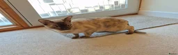 Burmese cats for sale: Gorgeous Chocolate Tortie Adult Female Burmese - Advert 7