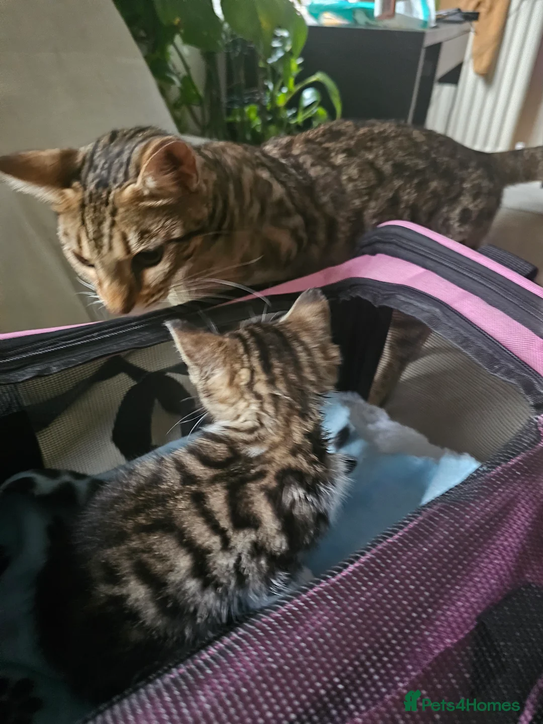 Mixed Breed cats for sale: Bengal Mix Kitten (Spayed) - Advert 4