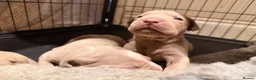 Mixed Breed dogs for sale: Beautiful Bullmaraner Puppies x 5  - Advert 5