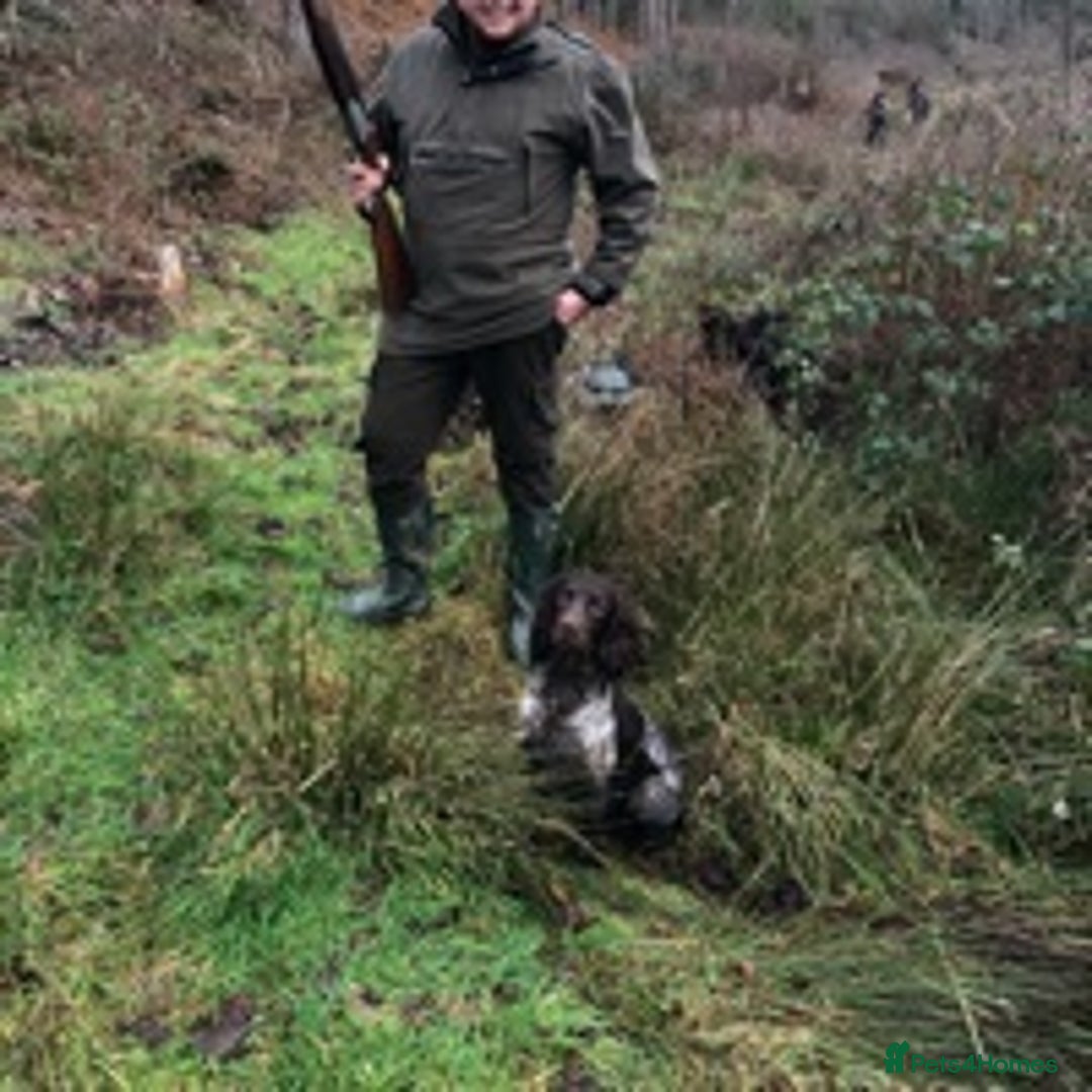 Cocker Spaniel dogs for stud: 🔥WORKING COCKER SPANIEL AT STUD🔥 in Gateshead - Advert 5