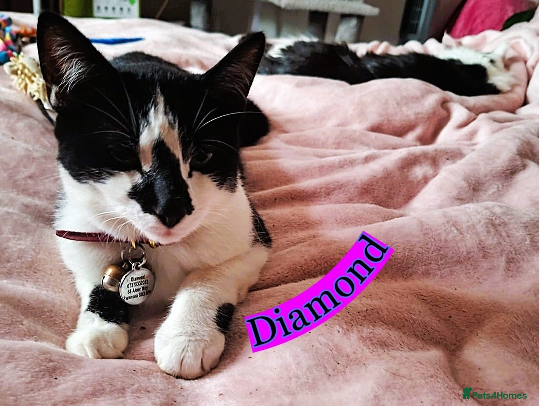 Mixed Breed cats for sale: Free to a Loving Home 2 Cats& 1 Kitten-Swansea - Advert 16