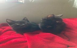 British Shorthair cats for sale: Beautiful kittens looking for new home  - Image 31