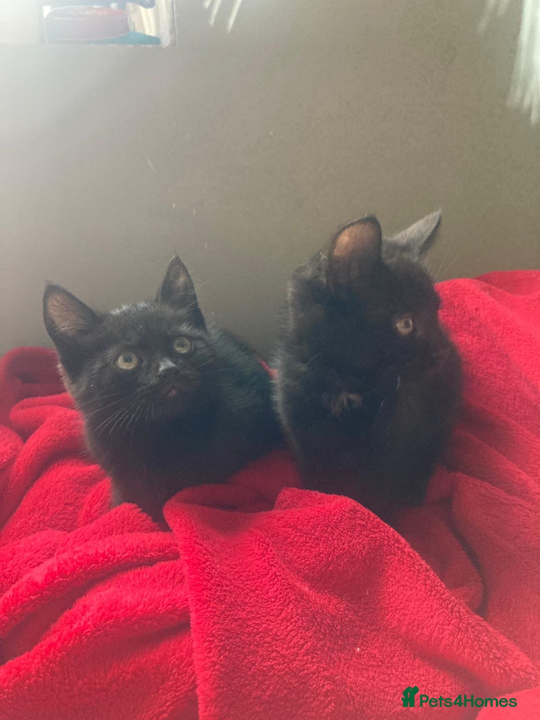 British Shorthair cats for sale: Beautiful kittens looking for new home  - Image 31