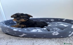 Yorkshire Terrier dogs for sale: Yorkshire terrier  - Image 4