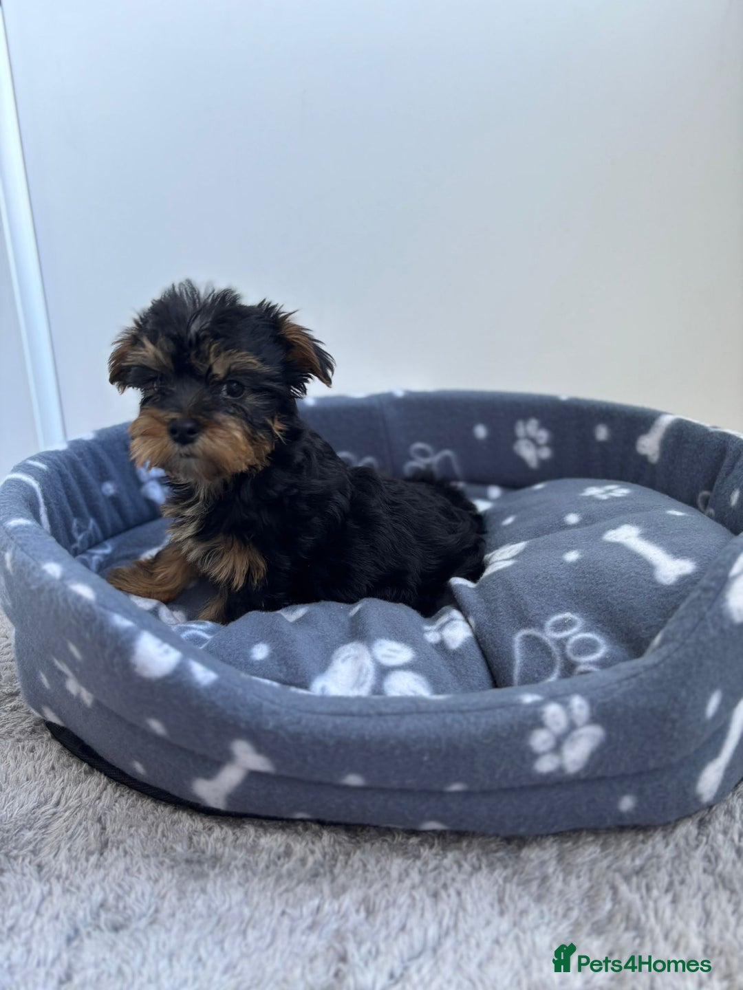 Yorkshire Terrier dogs for sale: Yorkshire terrier  - Image 4