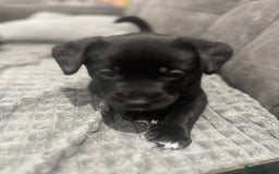 Mixed Breed dogs for sale: Spaniel/siberian Huskey puppies  - Image 7