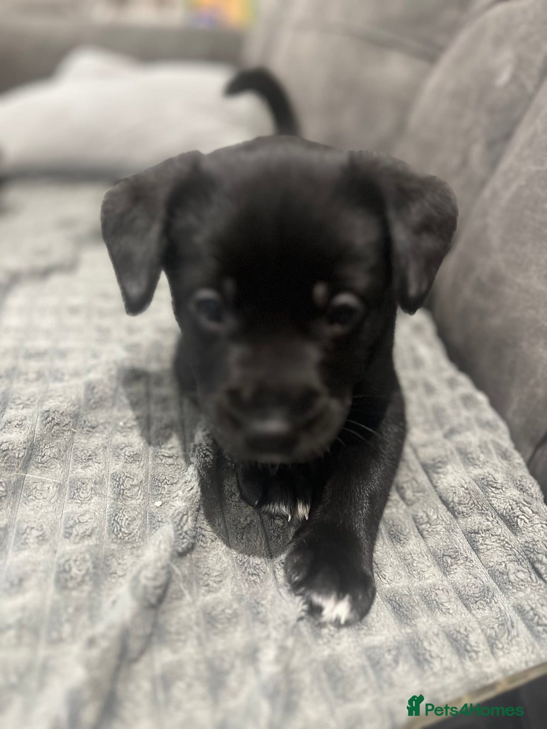 Mixed Breed dogs for sale: Spaniel/siberian Huskey puppies  - Image 7