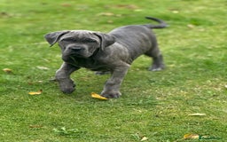 Cane Corso dogs for sale: Cane corso puppy  - Image 2