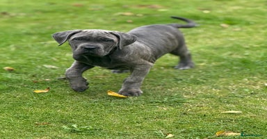 Cane Corso dogs - Advert 4