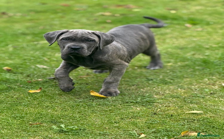 Cane Corso dogs - Advert 1