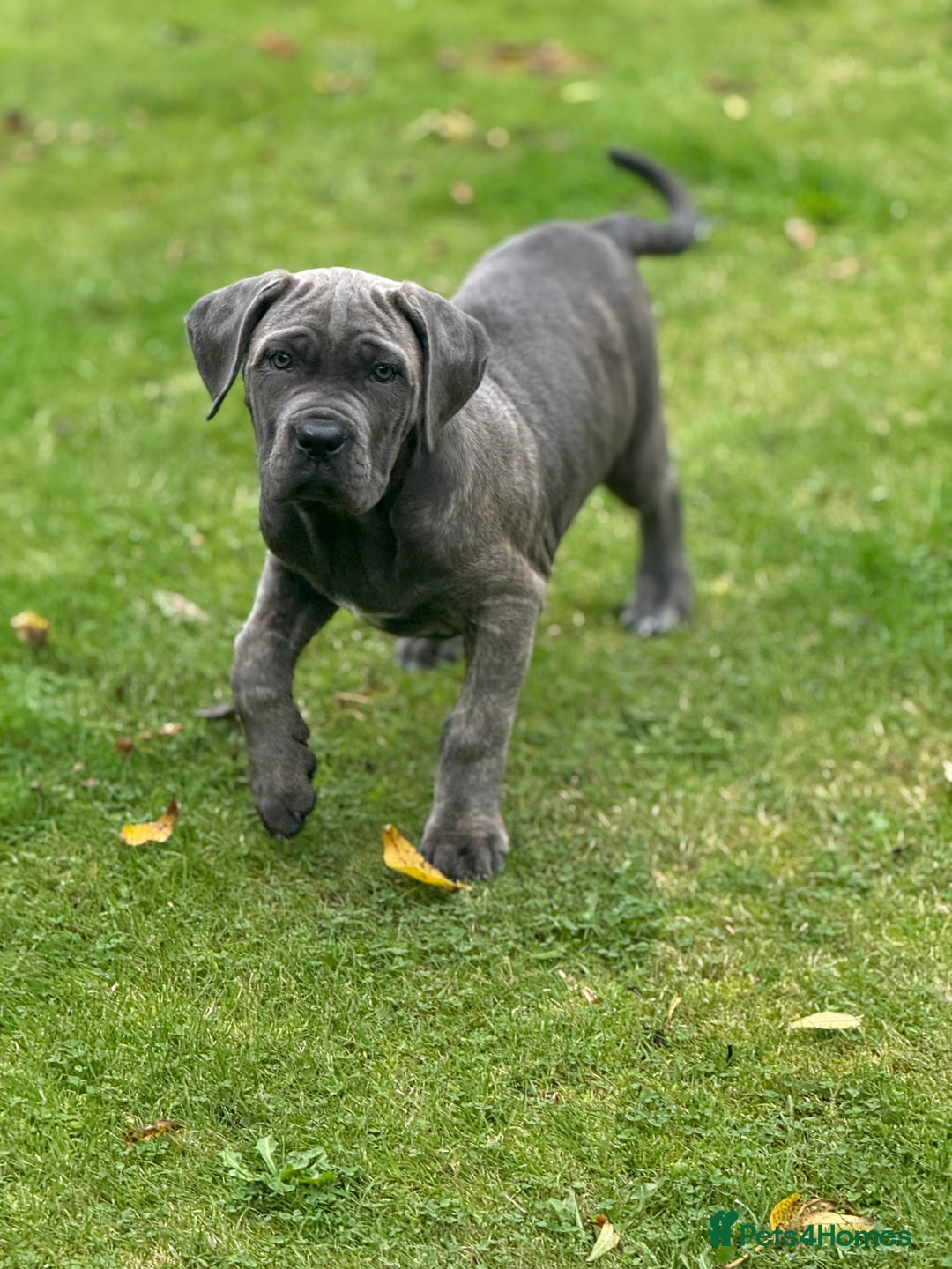 Cane Corso dogs for sale: Cane corso puppy  - Image 2