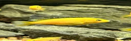 Cichlids fish for sale: Juvenile Yellow Lab Cichlids - Advert 3