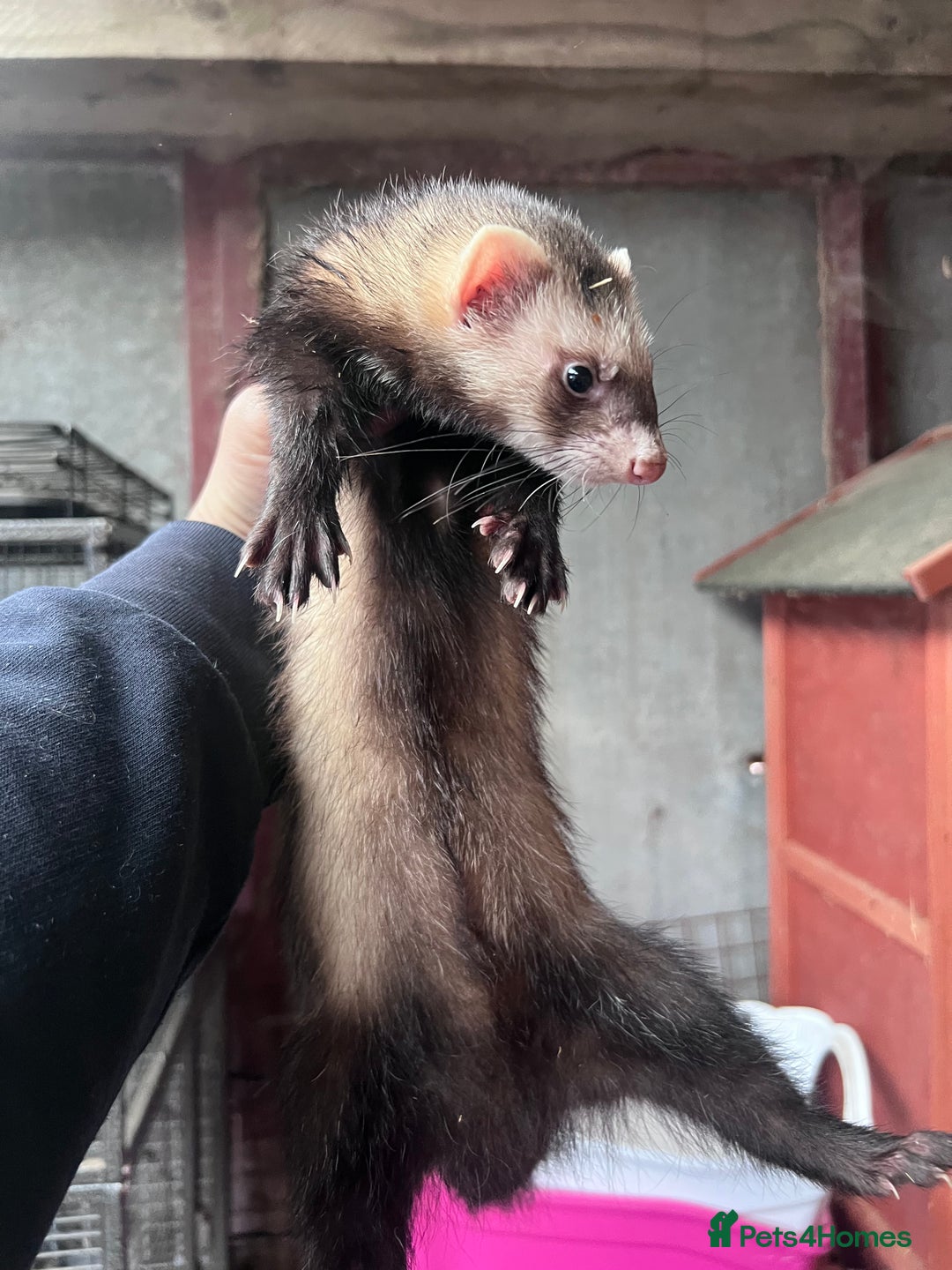 Ferret rodents for sale: Male ferrets born may 25 - Image 26