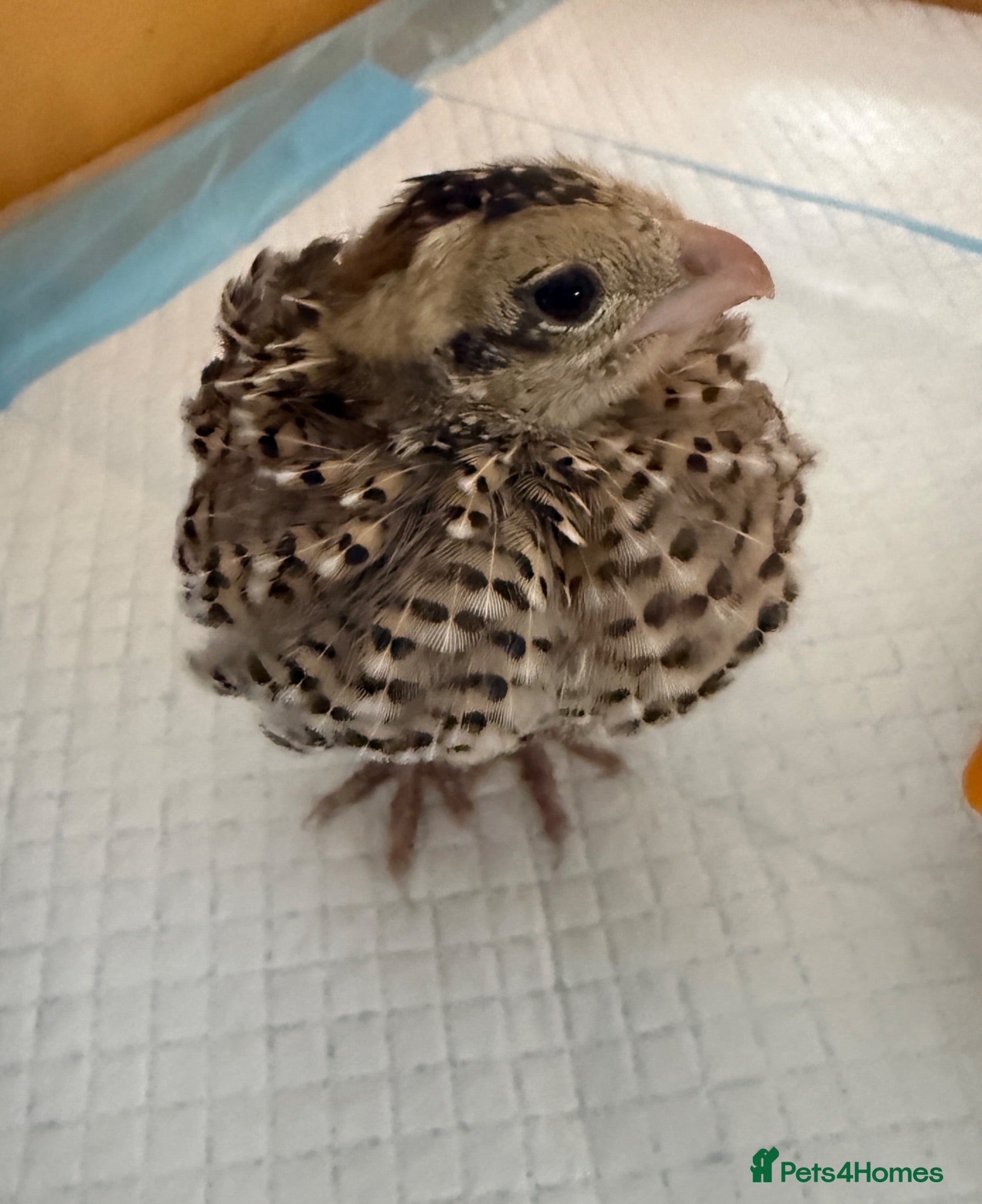 Quail poultry Mearns Quail Chicks - Advert 1