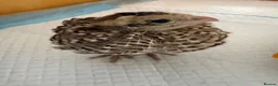 Quail poultry for sale: Mearns Quail Chicks - Advert 1