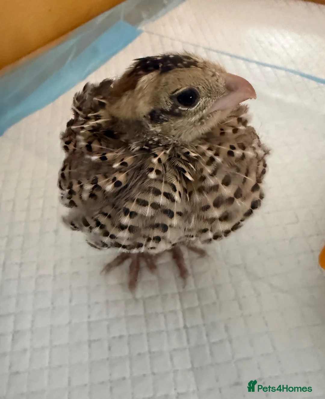 Quail poultry for sale: Mearns Quail Chicks - Advert 1