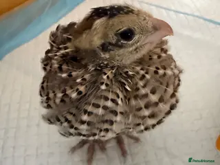 Quail poultry for sale: Mearns Quail Chicks - Advert 1