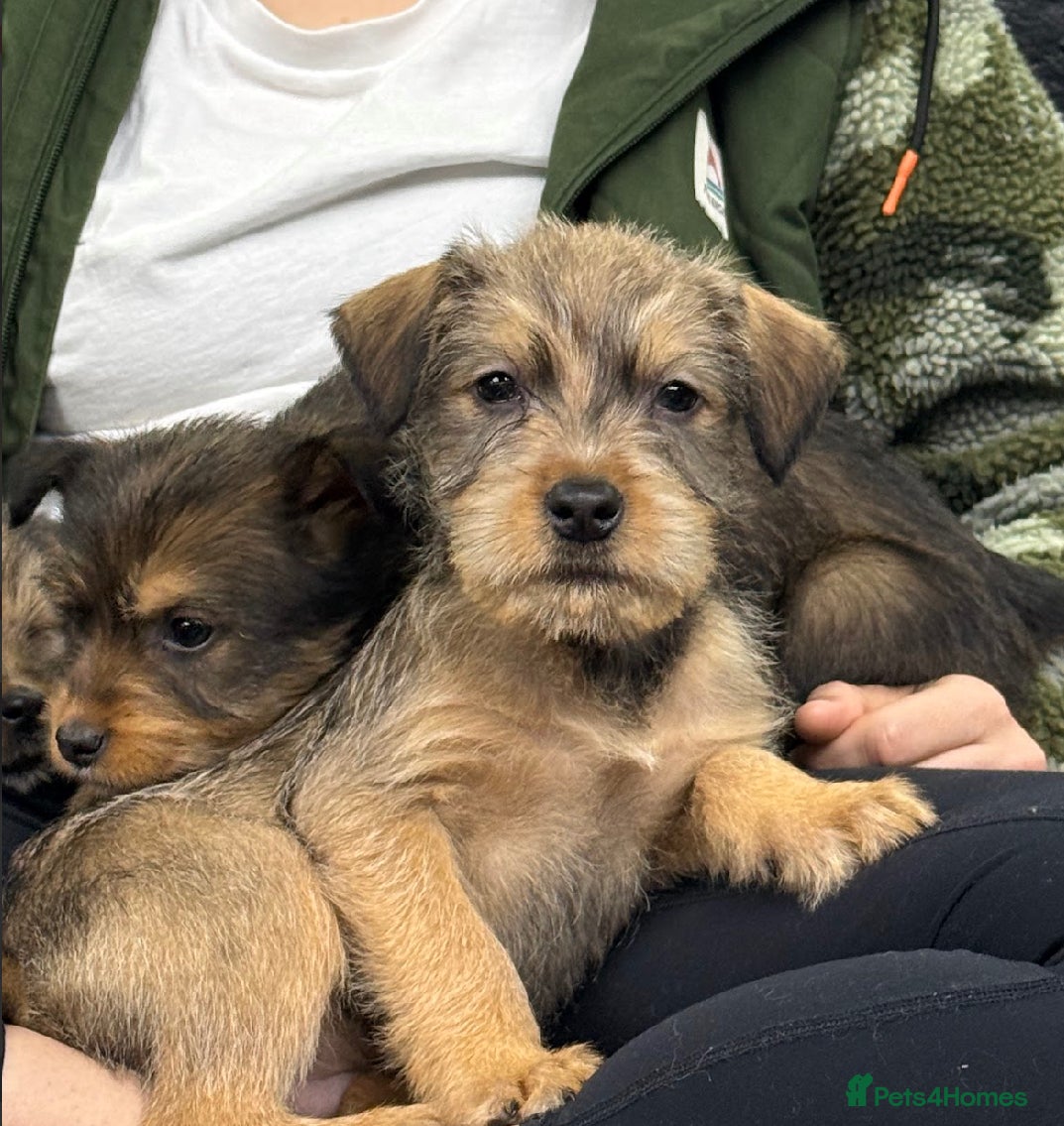 Soft Coated Wheaten Terrier dogs Traditional Irish Wheaten Terriers  - Advert 1