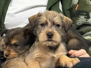 Soft Coated Wheaten Terrier dogs for sale: Traditional Irish Wheaten Terriers - Advert 3
