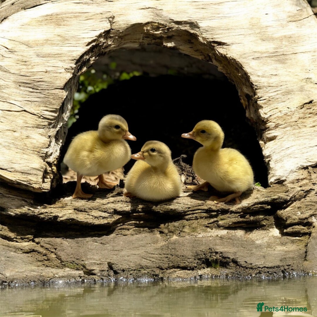 Ducks poultry for sale: Saxony ducks and ducklings for sale - Image 4