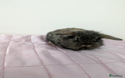 Mini Lop rabbits for sale: Gorgeous Fluffy Purebred Mini Lop bunnies - Image 5