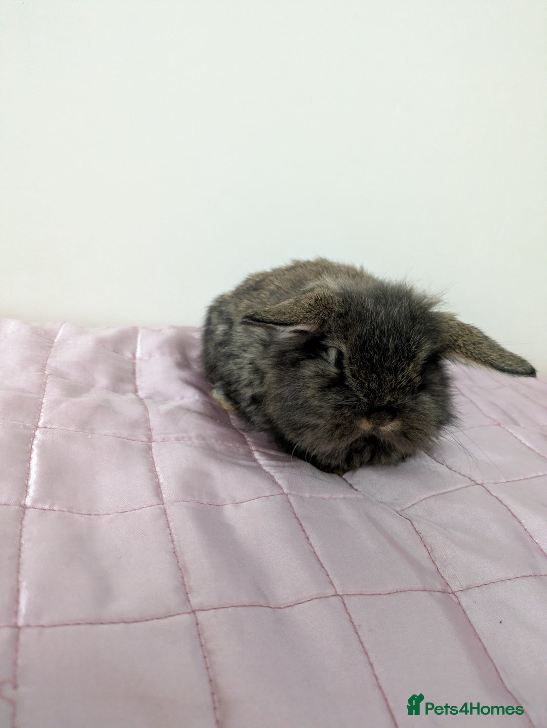 Mini Lop rabbits for sale: Gorgeous Fluffy Purebred Mini Lop bunnies - Image 5