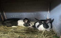 Netherland Dwarf rabbits for sale: Rabbits for sale  - Image 9