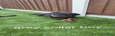 Rottweiler 2