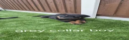 Rottweiler dogs for sale: 3 rottweiler pups left - Advert 5