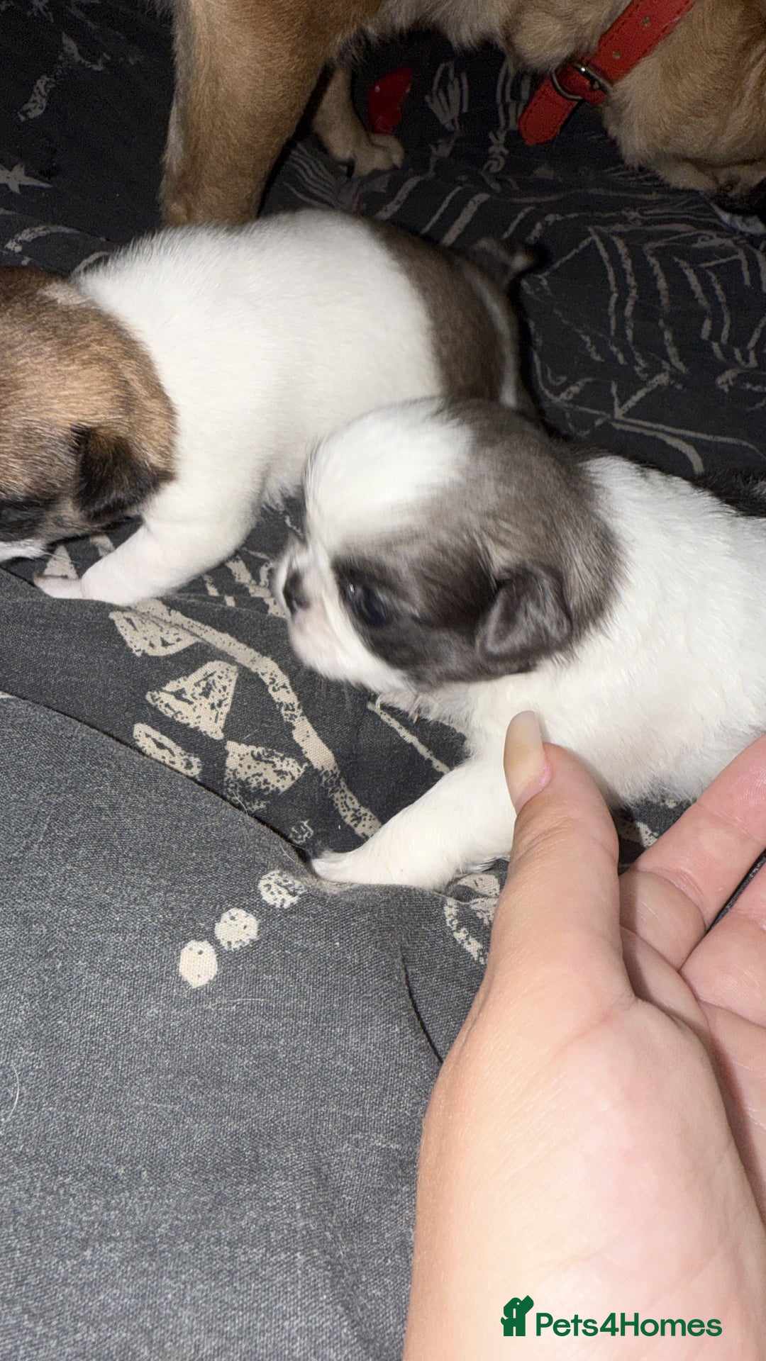 Mixed Breed dogs for sale: Beautiful little chugs  - Image 4