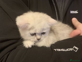 British Shorthair cats BSH Silver Shaded ( chinchilla) girl - Advert 1
