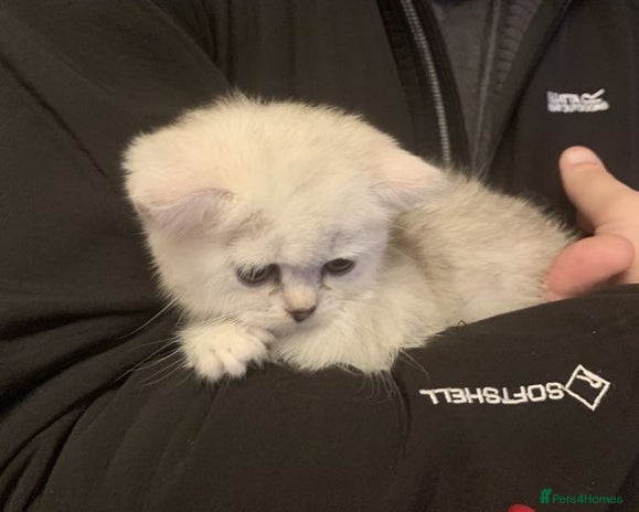 British Shorthair cats BSH Silver Shaded ( chinchilla) girl - Advert 2