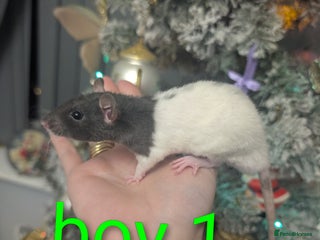 Rat rodents Rex babys - Advert 1